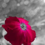 2BE6F20D-815D-4C06-B3F6-7ED132045C92